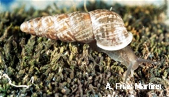 Napaeus atlanticus (Pfeiffer, 1853)